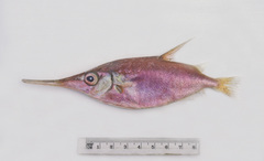 Macroramphosus