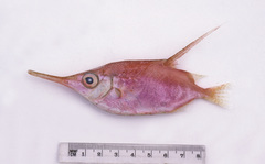 Macroramphosus scolopax