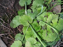 Sinosenecio oldhamianus