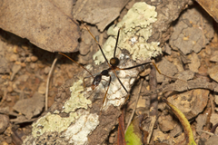 Leptomyrmex rothneyi