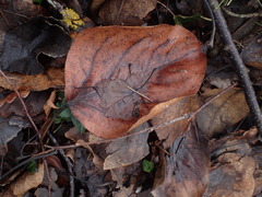 Populus maximowiczii × populus trichocarpa