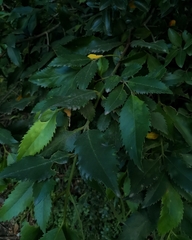 Laureliopsis philippiana