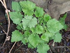 Sinosenecio oldhamianus
