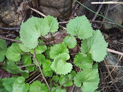 Sinosenecio oldhamianus