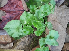 Sinosenecio oldhamianus