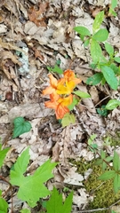 Rhododendron calendulaceum