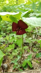 Trillium vaseyi
