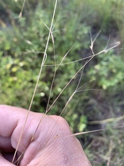 Aristida leptopoda
