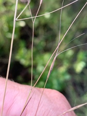Aristida leptopoda
