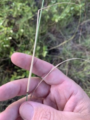 Aristida leptopoda