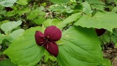 Trillium vaseyi