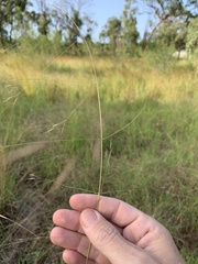 Aristida leptopoda