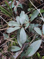 Ternstroemia gymnanthera