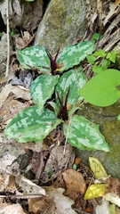 Trillium decumbens