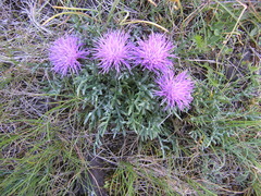Jurinea humilis