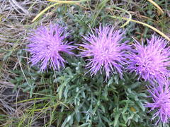 Jurinea humilis