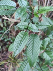 Rubus sumatranus
