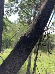Eucalyptus raveretiana
