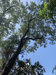 Eucalyptus raveretiana