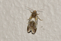 Acontia natalis