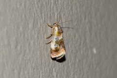 Acontia natalis