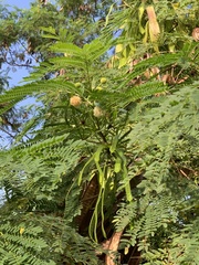 Leucaena leucocephala
