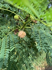 Leucaena leucocephala