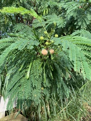 Leucaena leucocephala