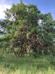 Leucaena leucocephala