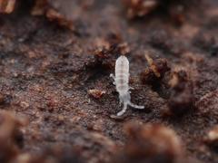 Parisotoma notabilis