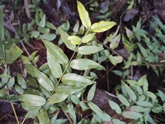 Coptosapelta diffusa