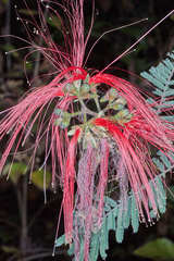 Calliandra houstoniana calothyrsus