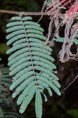 Calliandra houstoniana calothyrsus