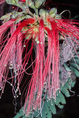 Calliandra houstoniana calothyrsus