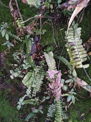 Asplenium normale