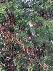 Leucaena leucocephala