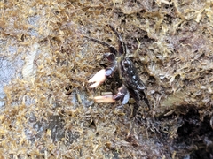 Pachygrapsus socius
