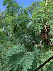 Leucaena leucocephala