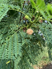Leucaena leucocephala
