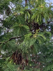 Leucaena leucocephala