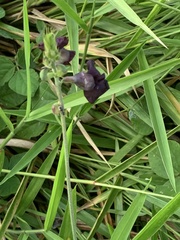 Macroptilium atropurpureum