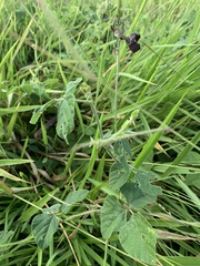 Macroptilium atropurpureum