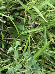 Macroptilium atropurpureum