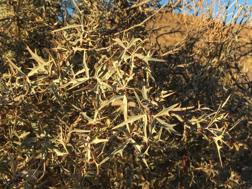 Agarita