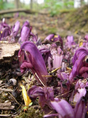 Lathraea clandestina