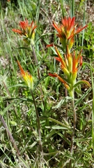 Castilleja pruinosa