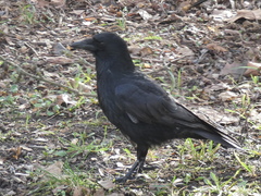 Corvus corone