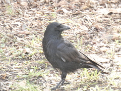 Corvus corone