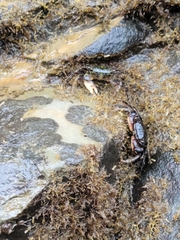 Pachygrapsus socius