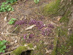 Lathraea clandestina